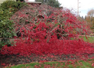 leaves falling off red maple